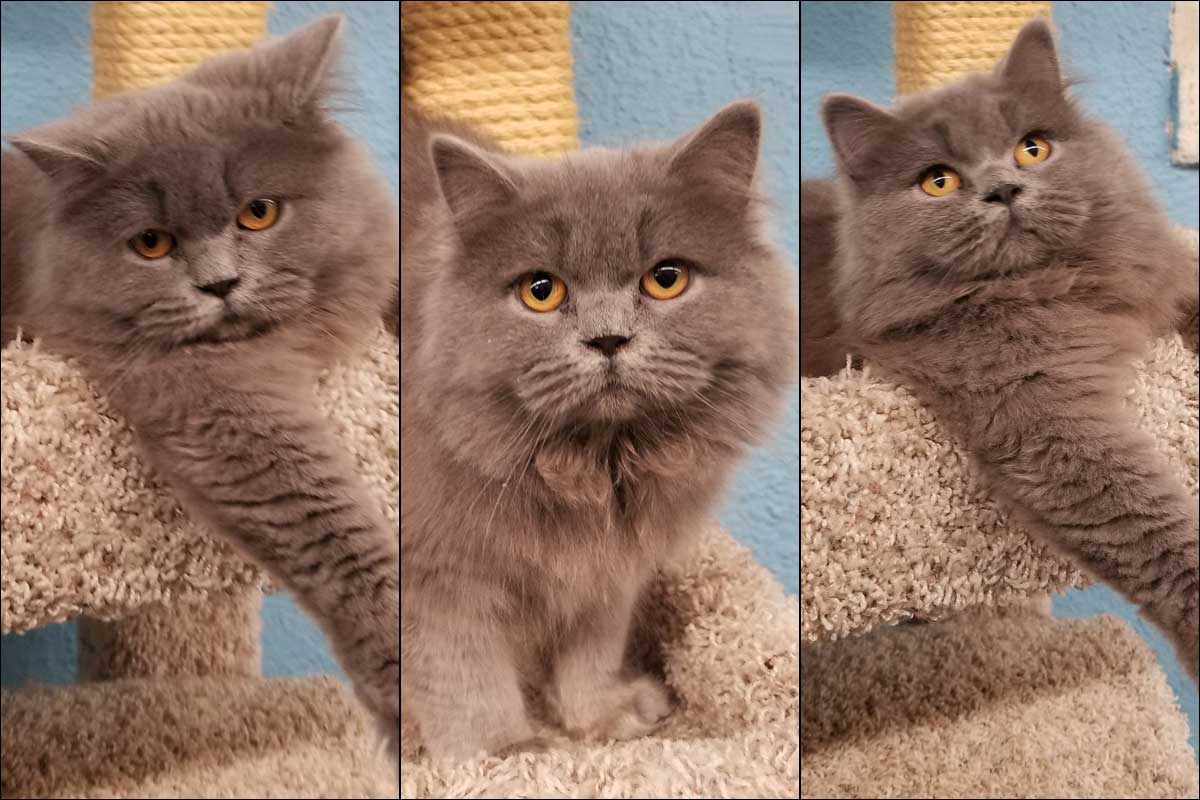 Image for penny, one year old spayed female persian