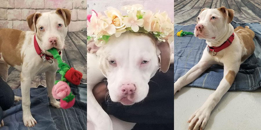 Image for rose, an eight month old pit bull