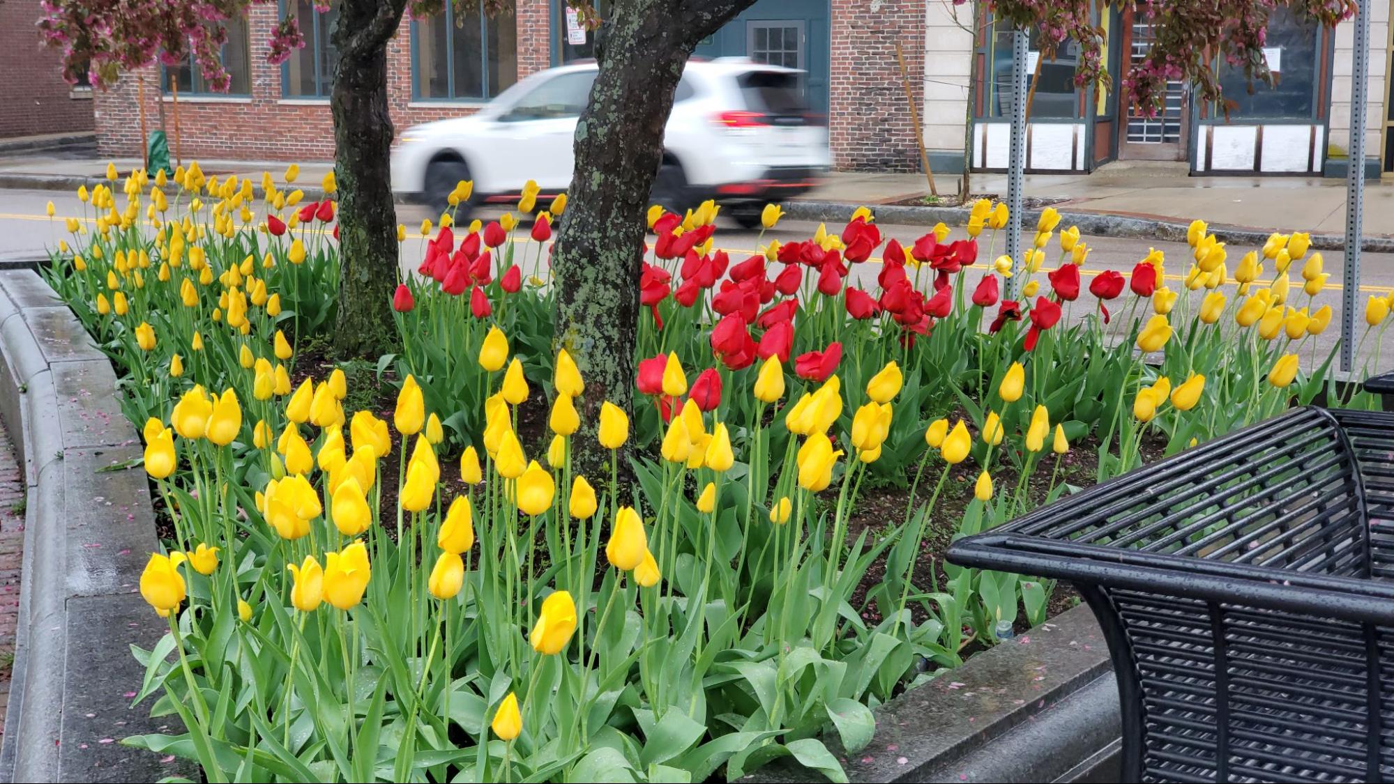 yellow tulips logan square hyde park