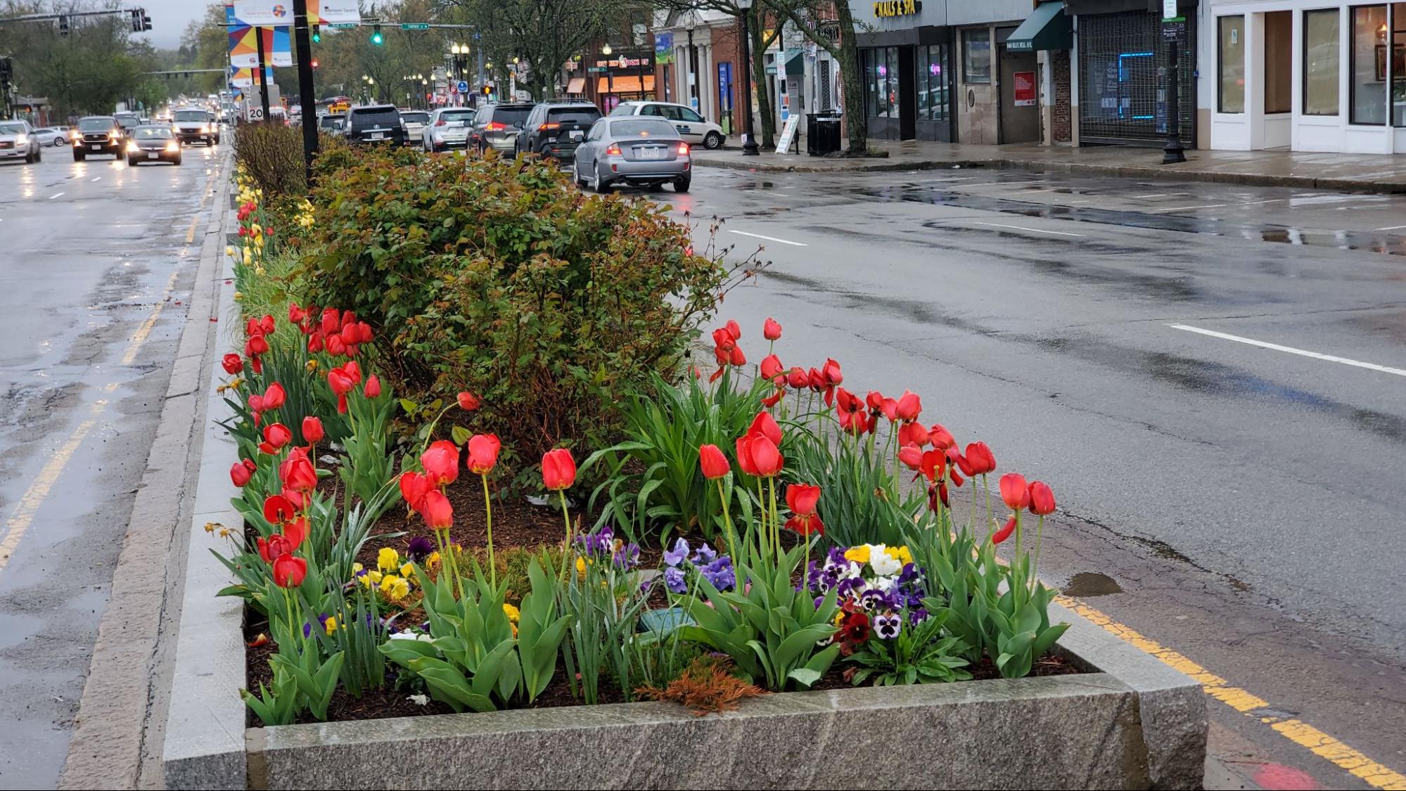Entering Mattapan Square - bed of tulips