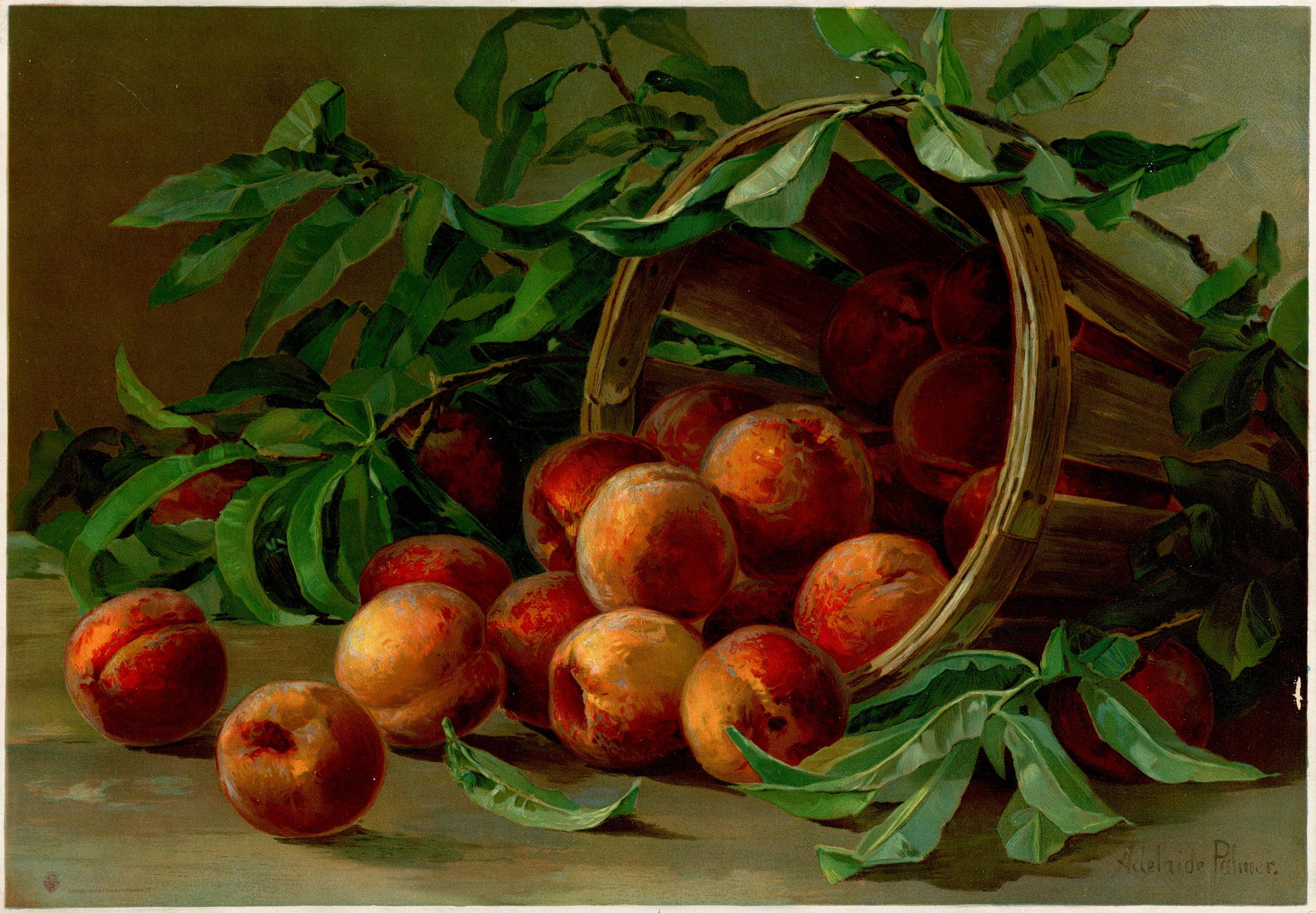 Peaches in Basket by Adelaide Palmer, circa 1894