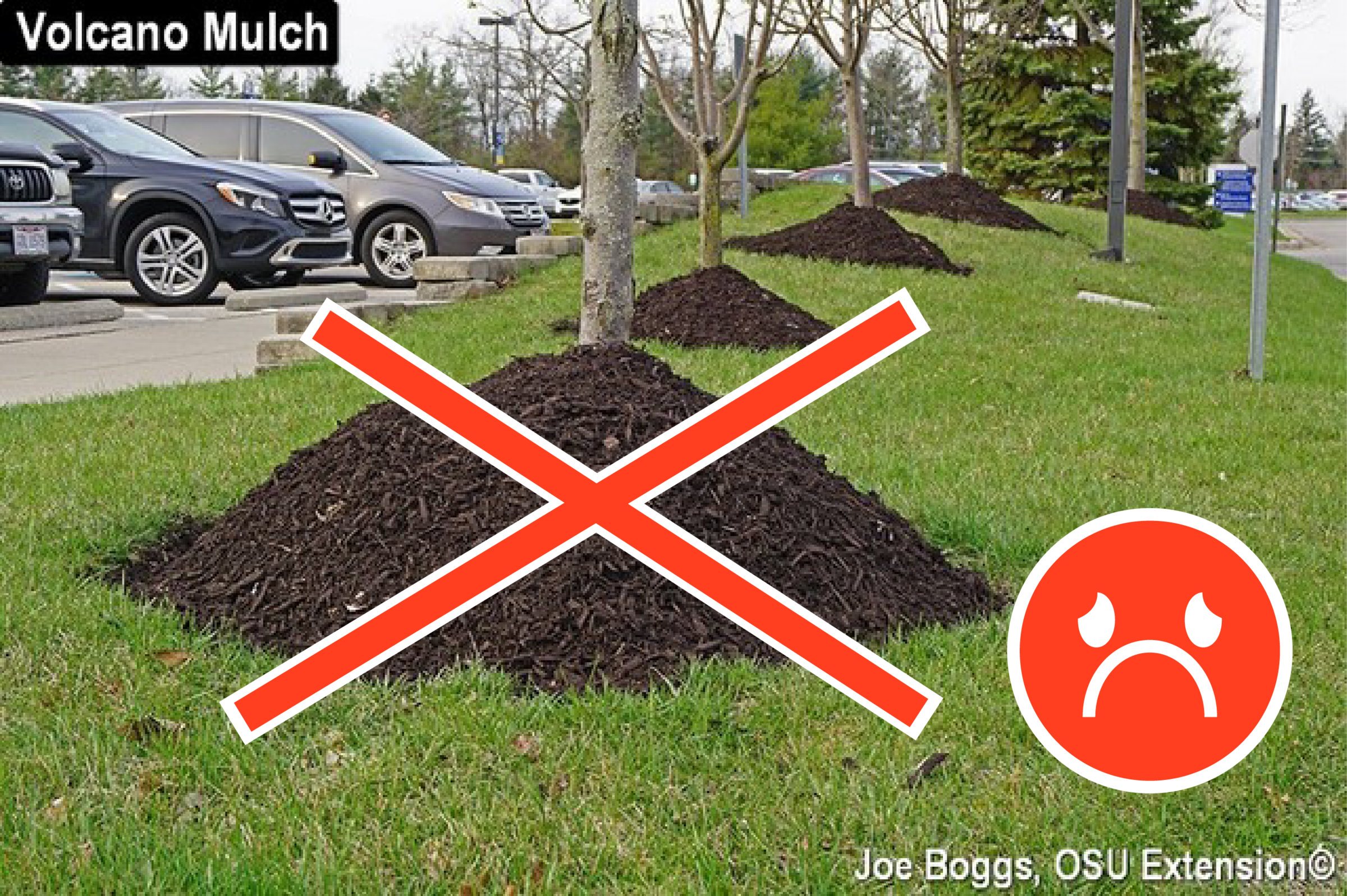 A series of trees with mulch volcanoes receding to the background - they are piled high with egregious amounts of mulch that looks mountain-like and will harm the tree. Superimposed on the foremost mulch volcano is a big red "X" and a sad face.