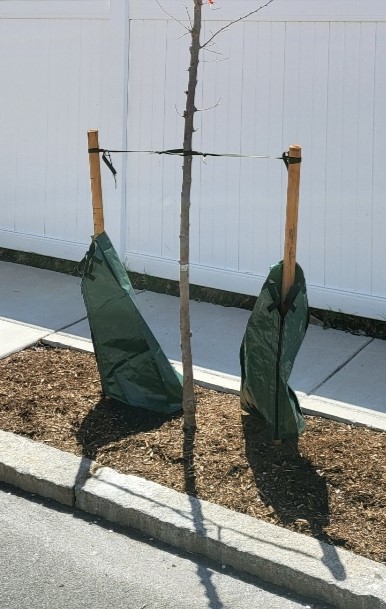 Two watering bags staked on either side of a newly planted street tree, with a white fence in the background.