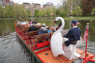Swan Boats in the Boston Public Garden Lagoon