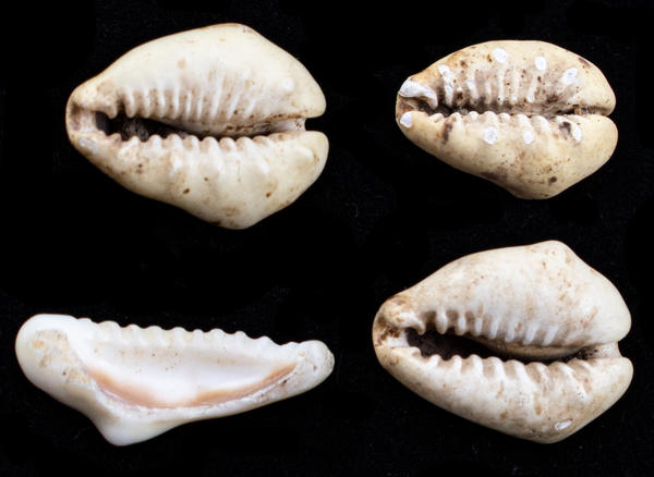 Close-up of four cowrie shells found during excavations of Faneuil Hall.