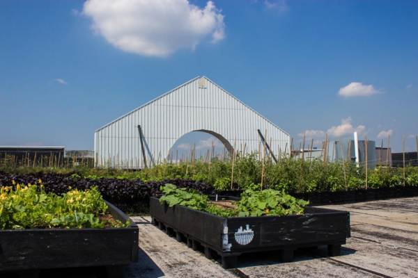 an image of a rooftop garden