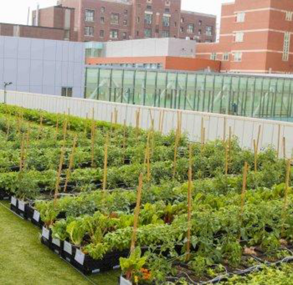 an image of the rooftop farm at boston medical center