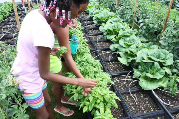 a child picking vegetables from a garden