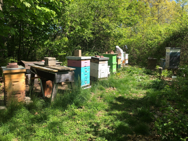 a bee yard with wooden boxes