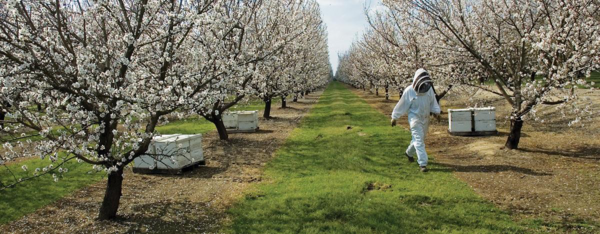 image of a beekeeper walking through an orchard