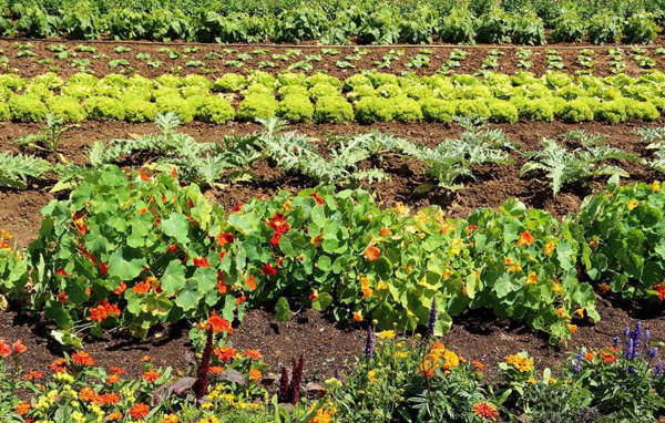 an image of several rows of planted vegetables