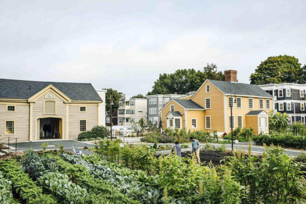 image of vegetable crops on a farm with two houses in the background