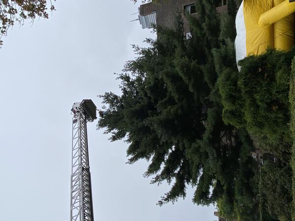 an image of a fire ladder fully extended over the top of a tree