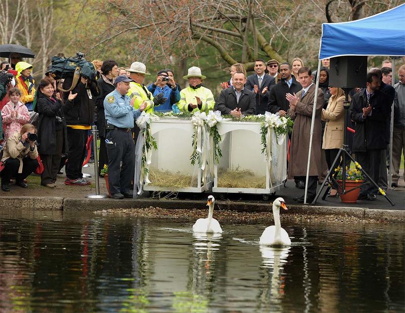 2020 Return of the Swans