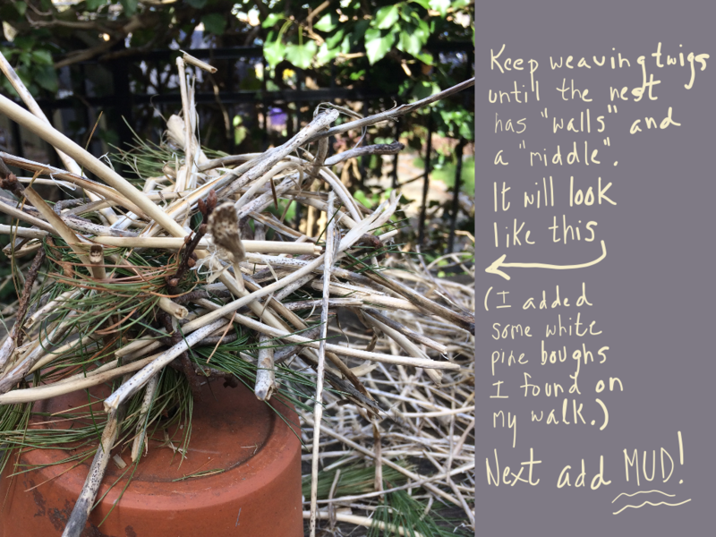 Keep weaving twigs until the nest has "walls" and a "middle." (I added some white pine boughs I found on my walk.) Next add mud!
