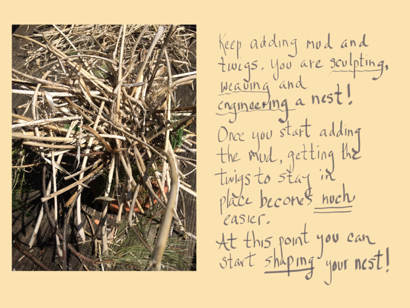 Keep adding mud and twigs. You are sculpting, weaving, and engineering a nest! Once you start adding the mud, getting the twigs to stay in place becomes much easier. At this point you can start shaping your nest!