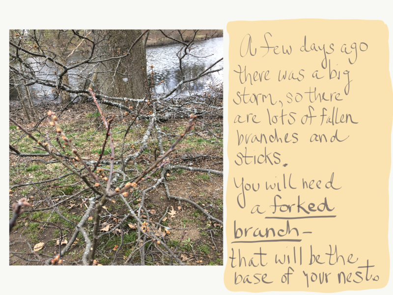 A few days ago there was a big storm, so there are lots of fallen branches and sticks. You will need a forked branch - that will be the base of your nest.