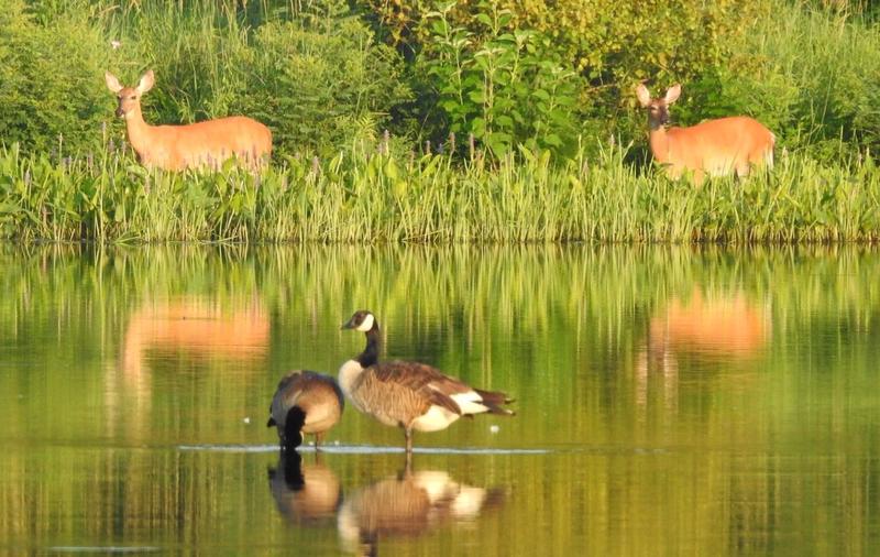 Reflection with wildlife