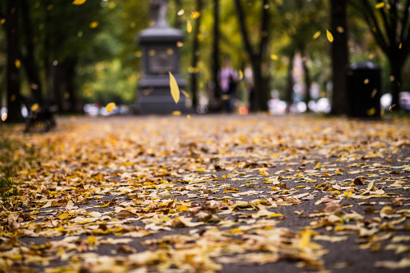 Leaves fall on the Commonwealth Avenue Mall