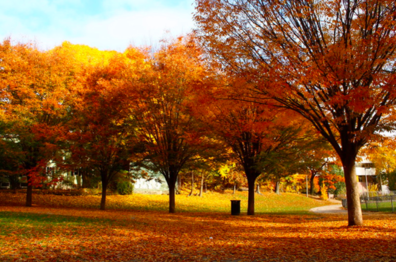 Stand of Trees at Ringer Park with Fall Leaves