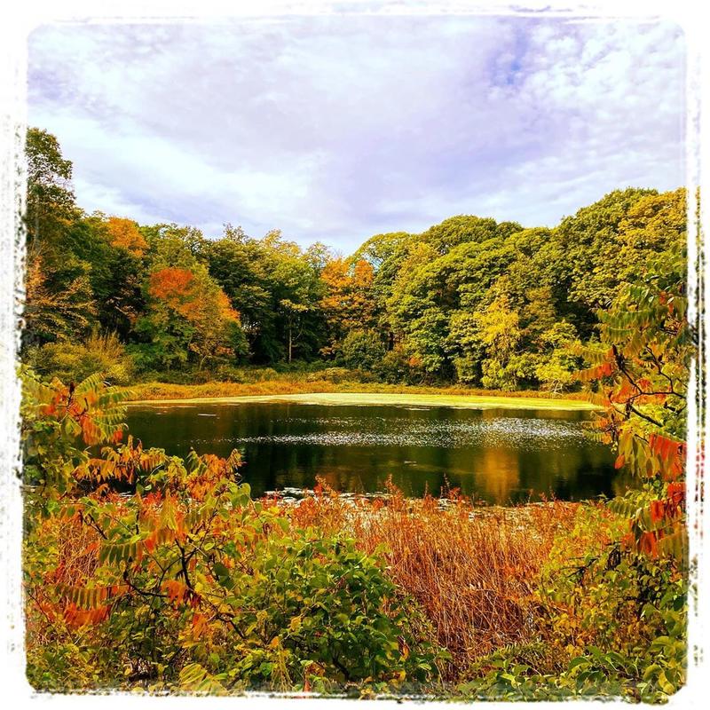 Ward's Pond at Olmsted Park