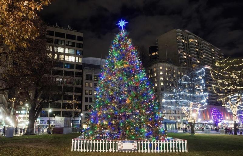 Boston Common tree in 2018