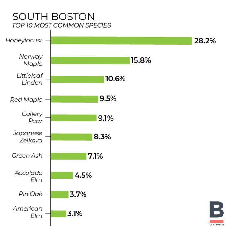 Tree inventory - South Boston (Bar Graph) 