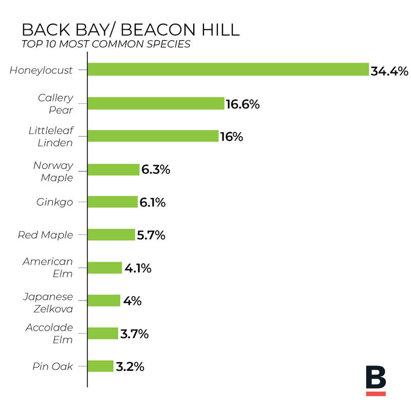 Tree Inventory - Back Bay/ Beacon Hill (Bar Graph) 