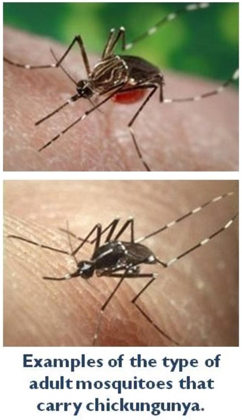 chikungunya mosquitoes