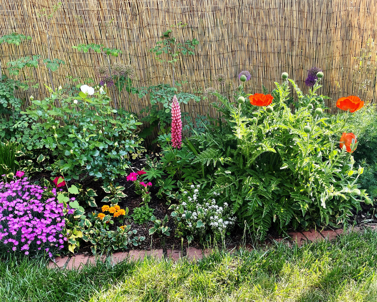 Von Ammon - 1st Place Medium Yard