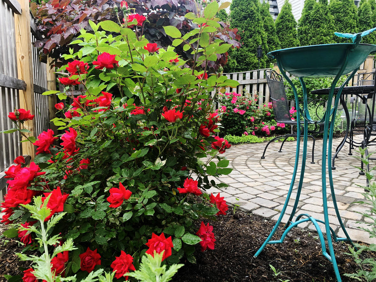 Fairclough - 1st Place Small Yard