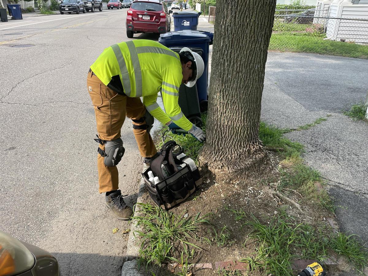 A worker is shown to be injecting an ash tree with treatment against EAB.