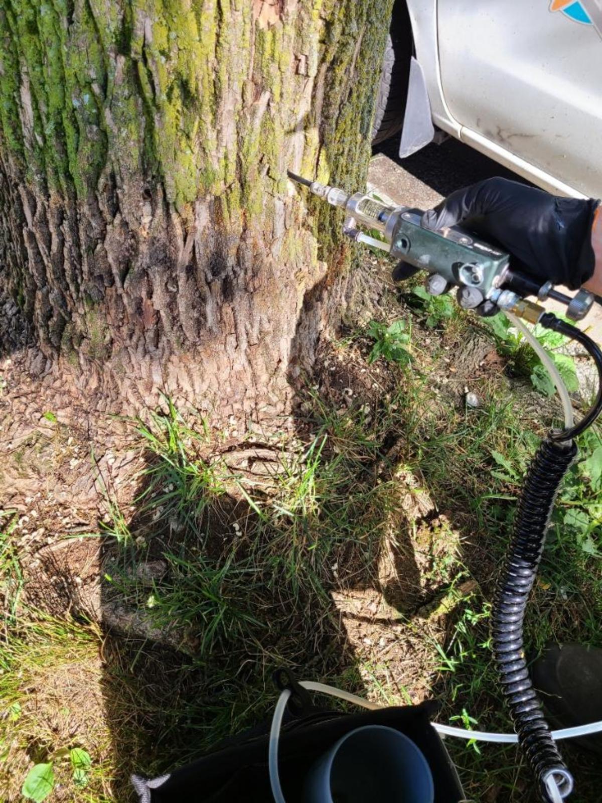 Closeup of the equipment being used to inject treatment for EAB into a tree.
