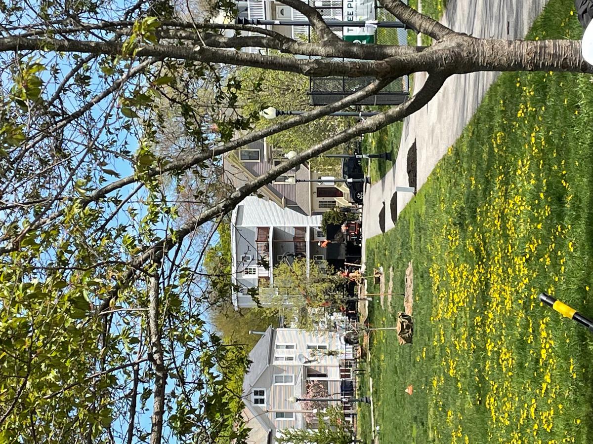 A view of the newly planted trees extending back with a mature tree in the foreground.