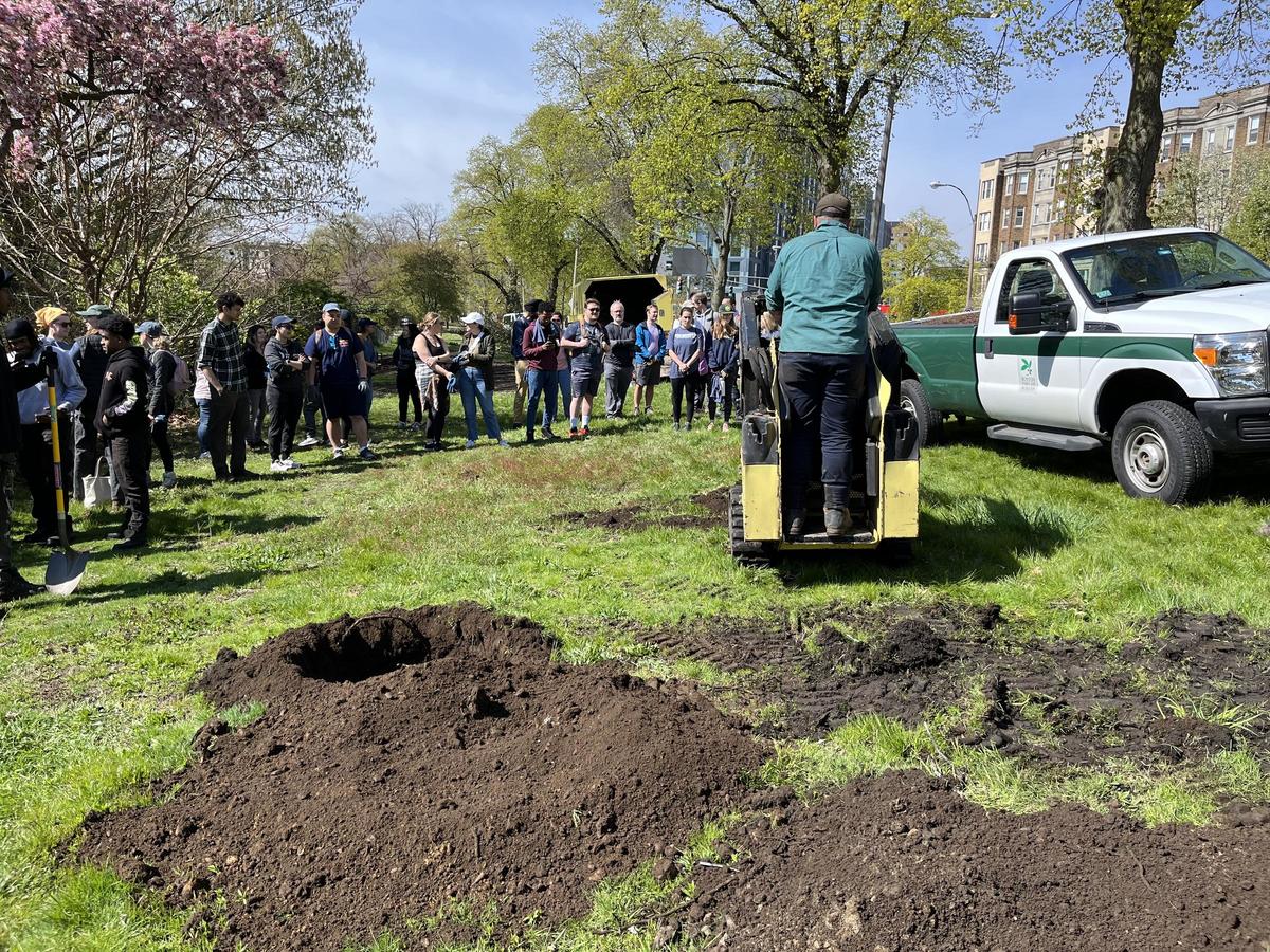Volunteers watch as a person uses equipment by a waiting tree pit.