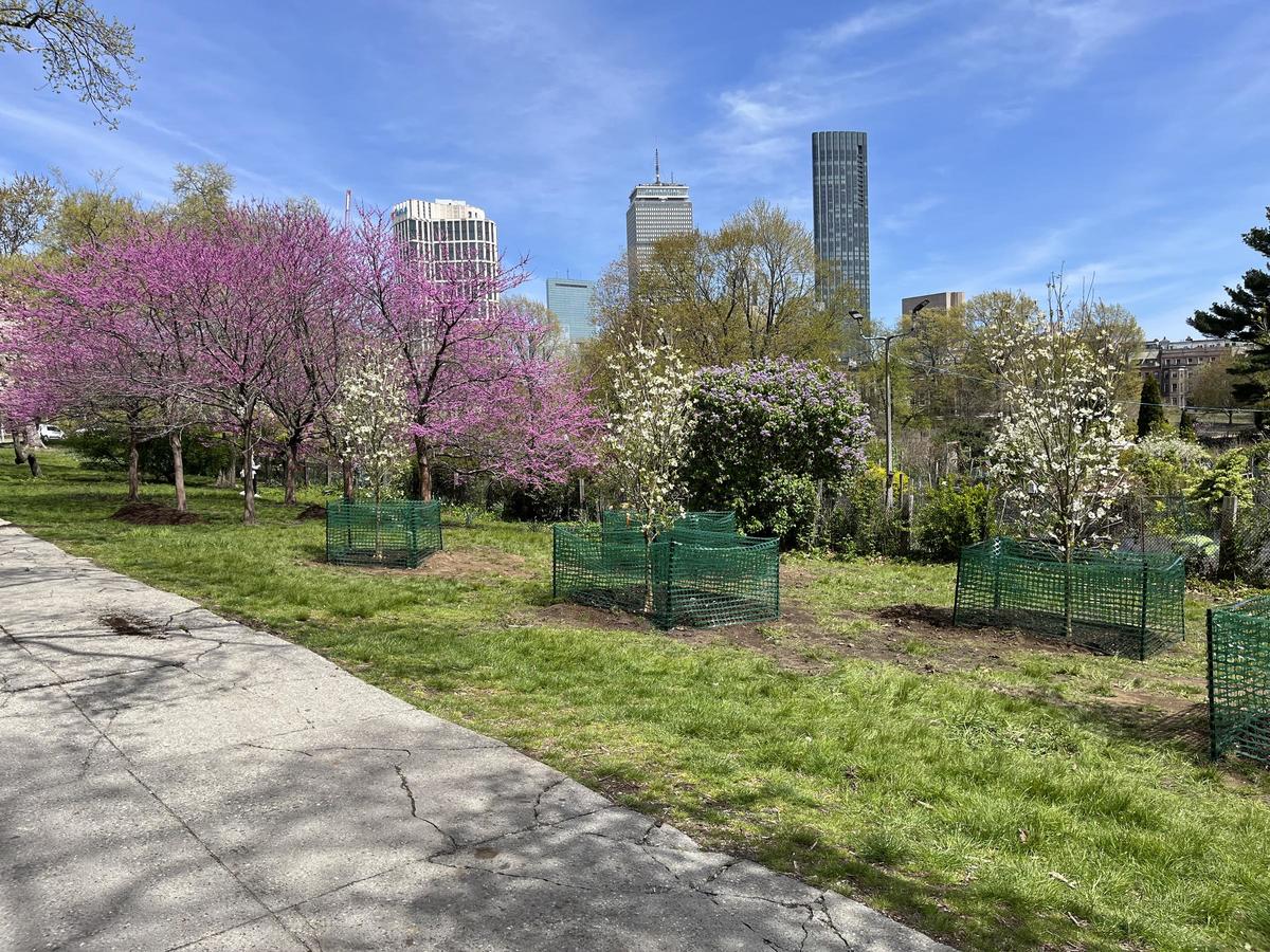 A view of the newly planted trees with the Emerald Necklace and Boston skyline behind.