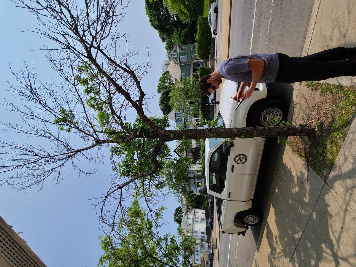 An arborist surveys a street tree in front of a Parks vehicle.