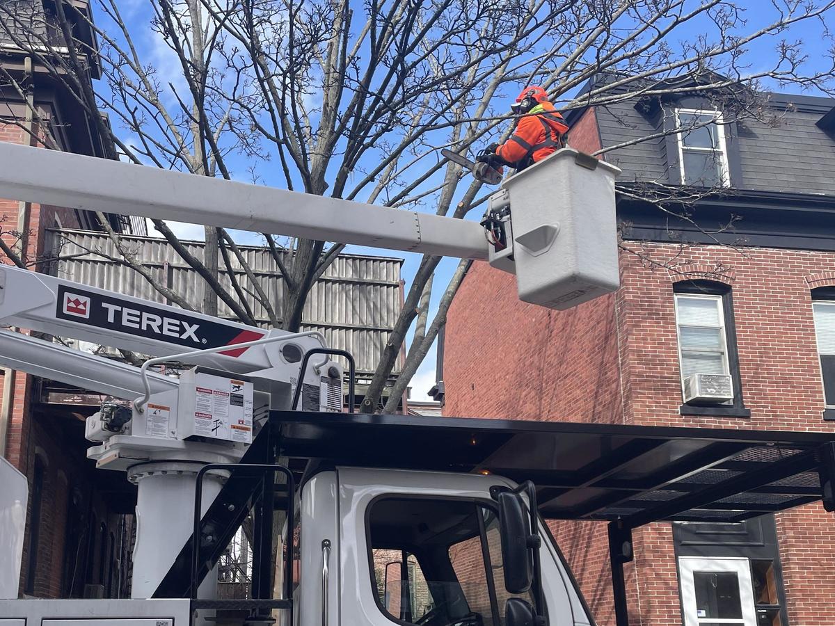 A member of Boston's tree crew is in an aerial lift while pruning a tree with a chainsaw.