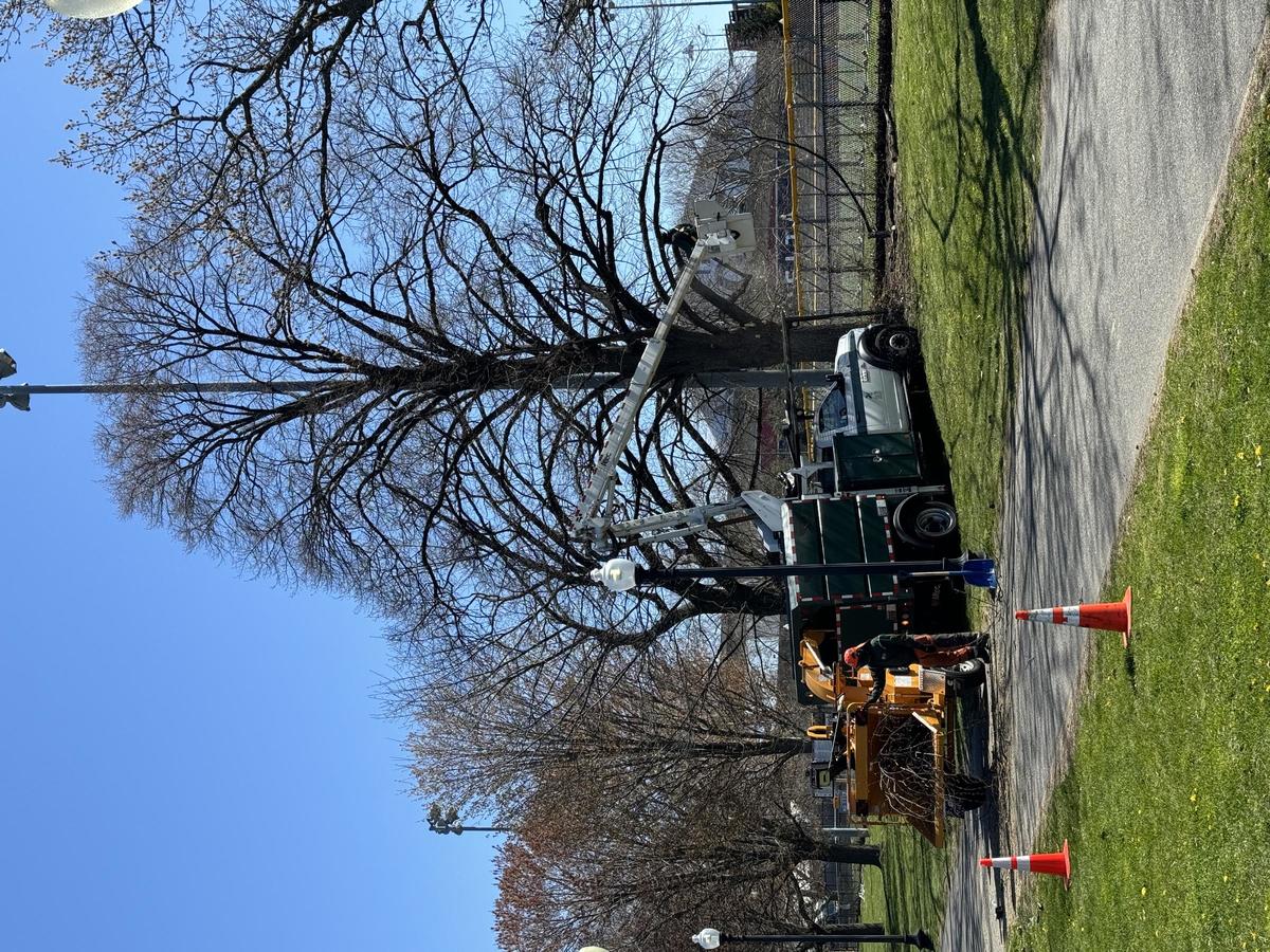 A view from far away of a large tree being pruned by a member of Boston's tree crew in an aerial lift. Below, another crew member is putting pruned branches into a wood chipper.