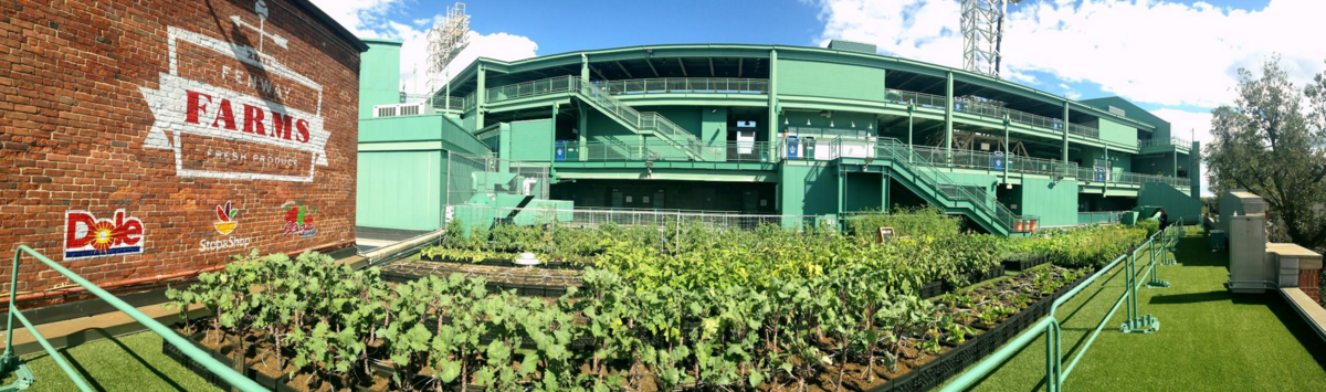 An image of a garden with vegetables planted outside of Fenway Park