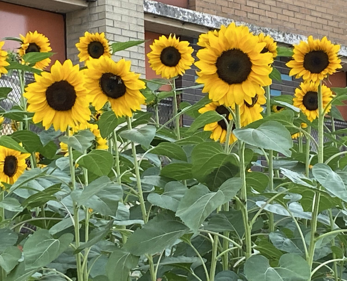 Several sunflowers in front of a brick building