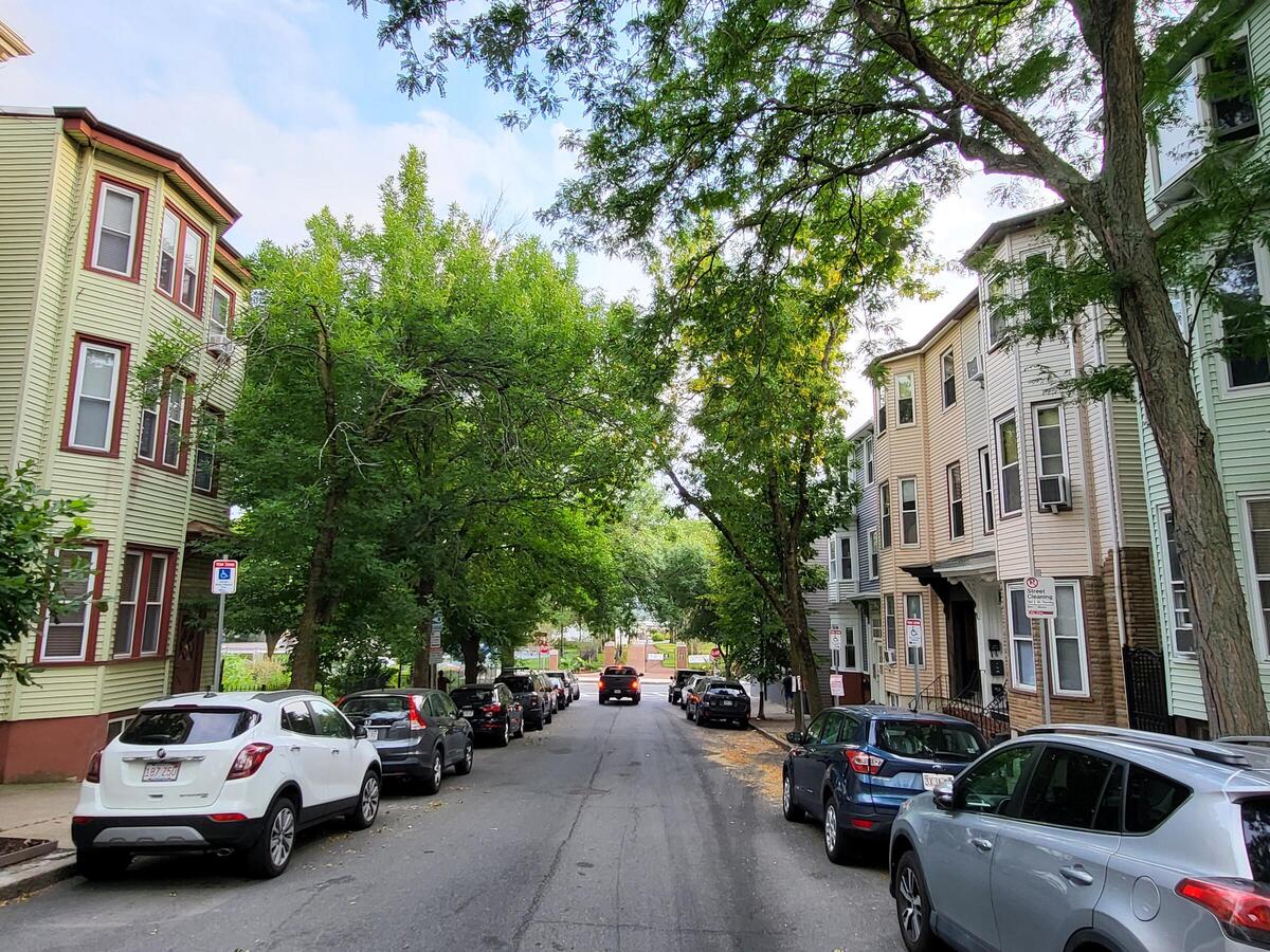 An ash tree-lined street in East Boston. 