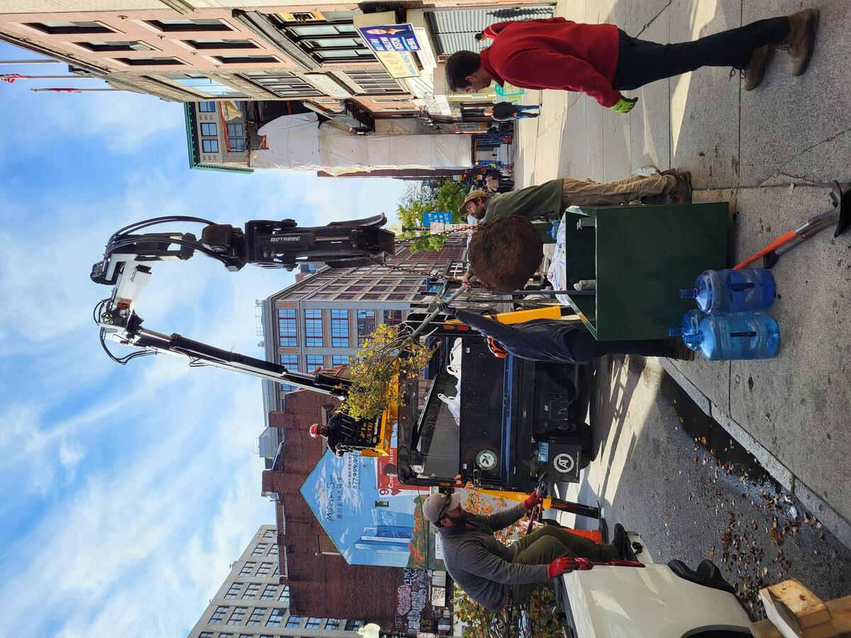 A log truck lowers a Serviceberry into a planter, with Urban Forestry Staff guiding it down.