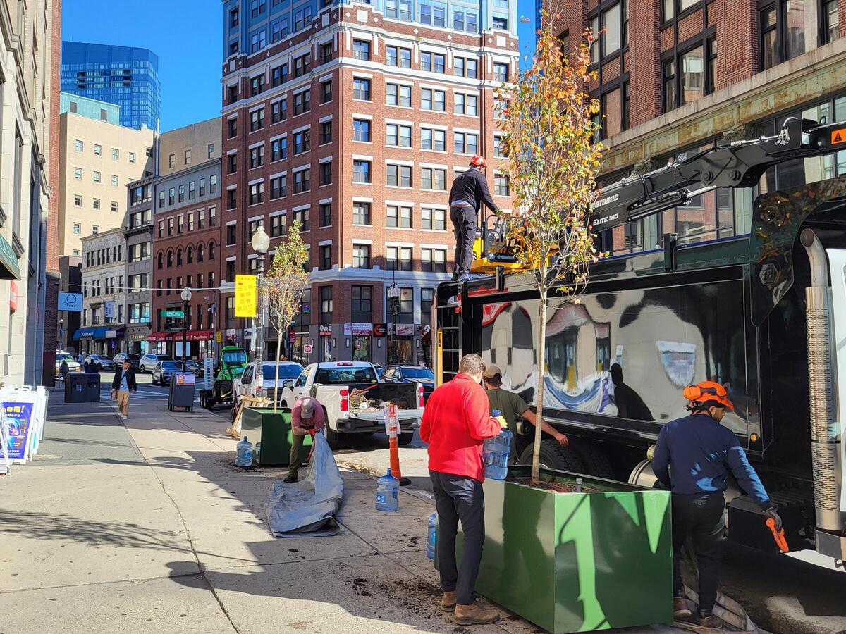 Two newly planted Serviceberry trees glow in the sunlight as the Urban Forestry Division crew packs up.