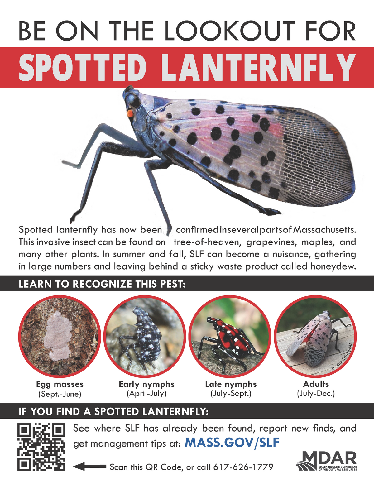 Short fact sheet about the invasive Spotted Lanternfly.