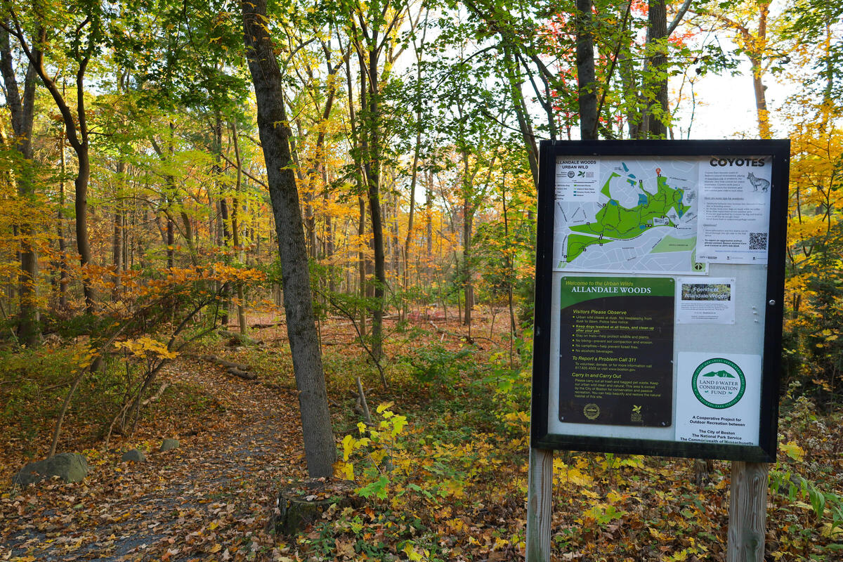 Allendale Woods Fall (Shanna Dixon)