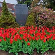 tulips in wolcott square readville