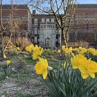 Daffodil Blooms - Brighton