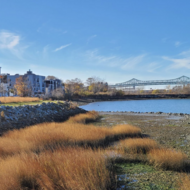 Condor Street Urban Wild