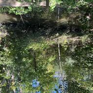Canterbury Brook at the Boston Nature Center in Mattapan